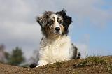 BERGER AUSTRALIEN PUPPIES 371
